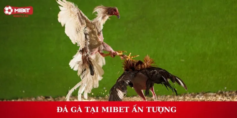 Đá gà một hình thức giải trí nhất định phải tham gia tại Mibet