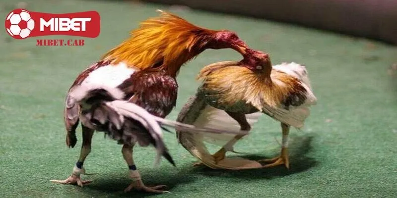 Lợi ích to lớn khiến vảy Độc Biên trở lên thú vị