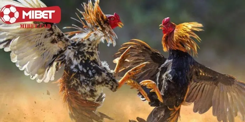 Vảy gà vấn cán có gì thú vị?