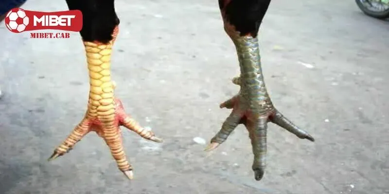 Các thông tin liên quan đến loại vảy diệp báo chi tiết nhất