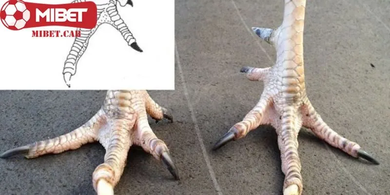 Sơ lược về vảy gà hắc hổ thới đặc biệt